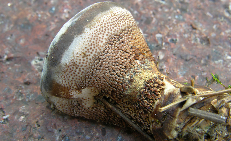 Hydnellum caeruleum (Hornem.) P. Karst.